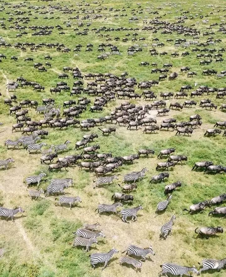 Serengeti Expedition